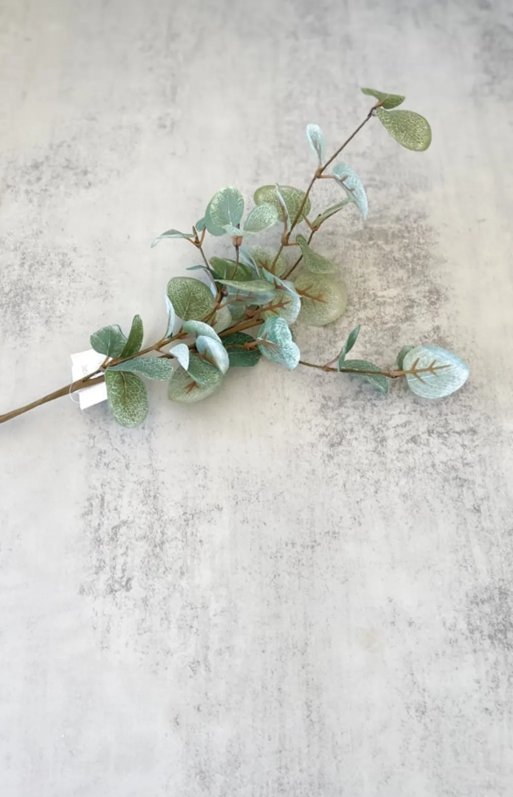 Garden Eucalyptus Single Pick